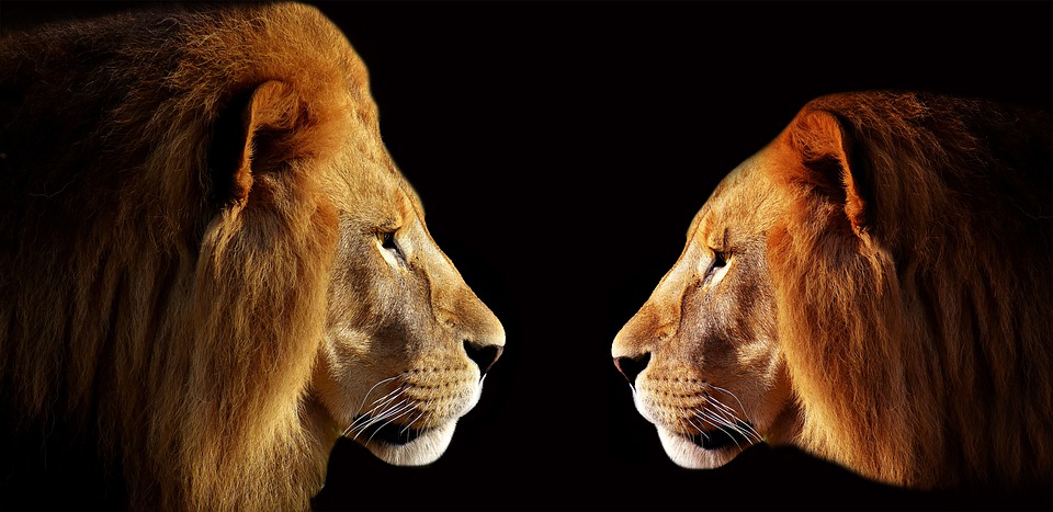«El miedo del león» ?